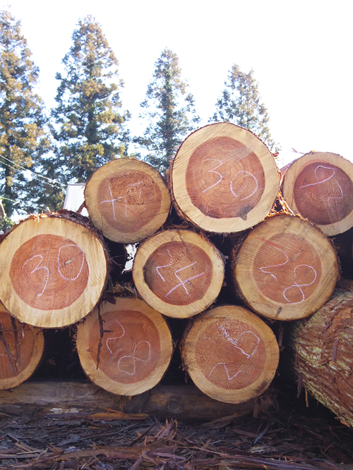 かまぼこつみき